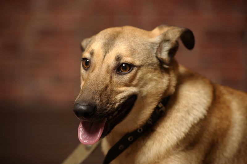 Overprikkelde hond? Zo krijg je hem weer rustig