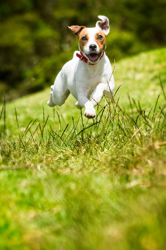 Ervaring  met Bachbloesems voor Jack Russel Dolly