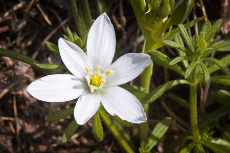 Bachbloesem Star of Bethlehem – Troost bij emotionele pijn