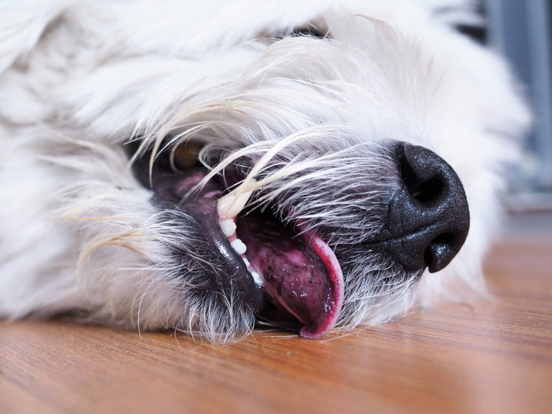Epilepsie bij je hond?