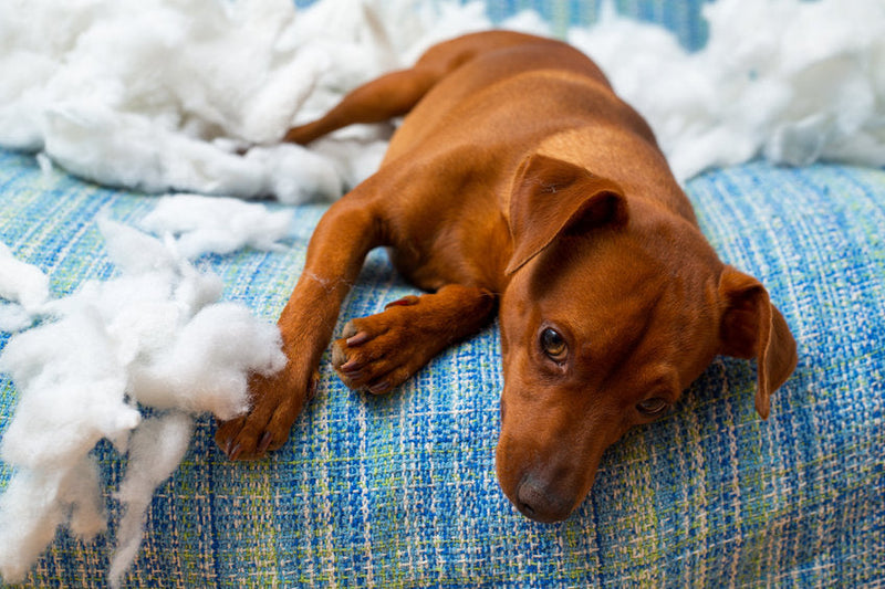 6 tips tegen verlatingsangst bij honden