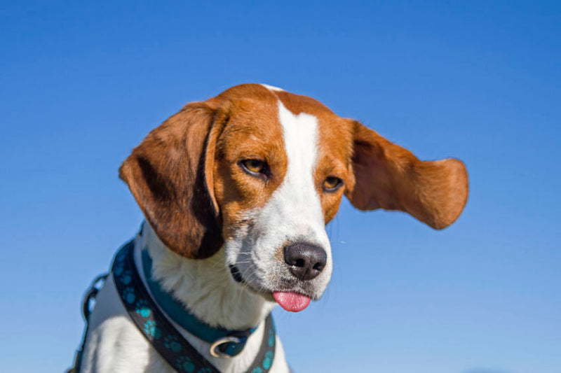 Bachbloesems voor je beagle hond
