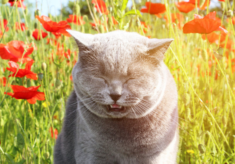 Je kat niest vaak? Dit kan stress ermee te maken hebben
