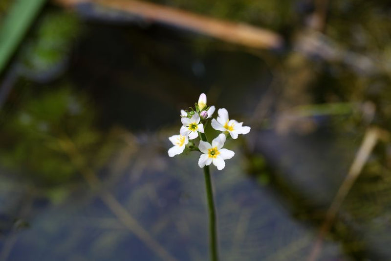 Waterviolier: Voor wie rust zoekt én verbinding