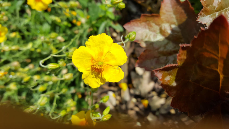 Bachbloesem Rock Rose – Voor innerlijke rust in angstige momenten