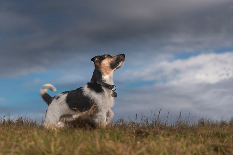 Hond is bang voor onweer