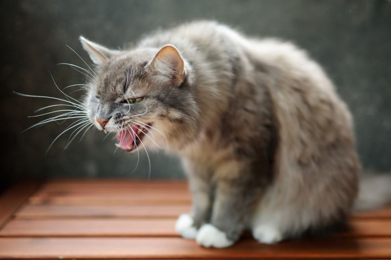 Territoriale agressie bij katten: wat is het en wat kun je doen?