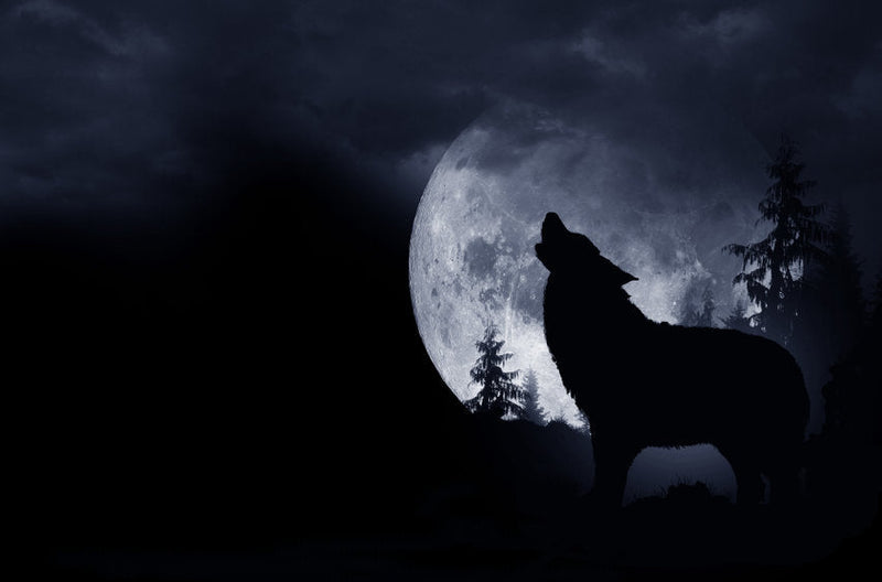 Hond blaft iedere nacht: tips!