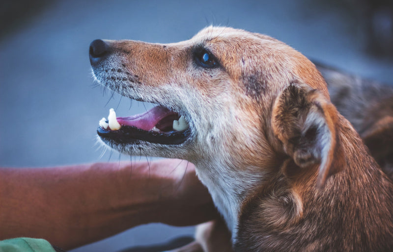 Snelle ademhaling bij je hond? Oorzaken en oplossing!