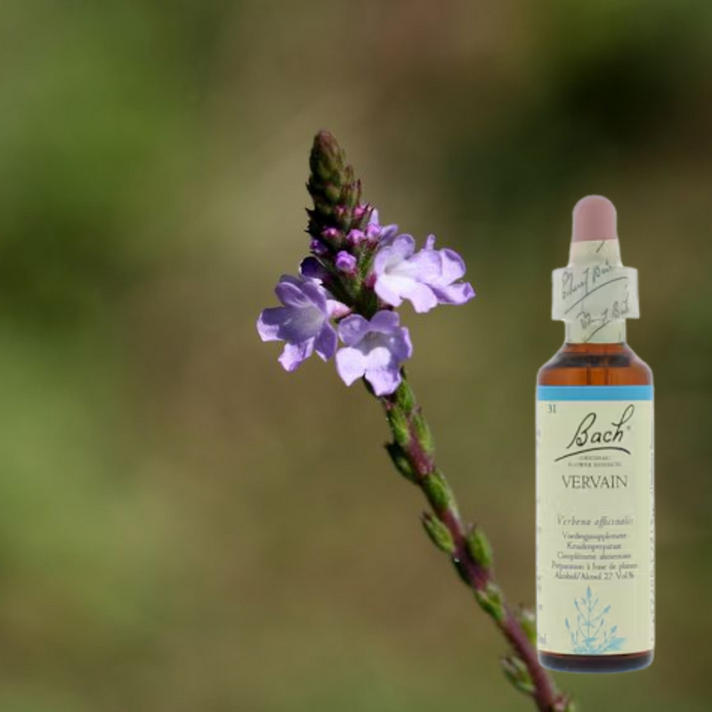 Ijzerhard (Vervain): voor wie wil ontspannen zonder op te geven