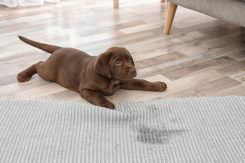 Hoe krijg je een puppy snel zindelijk