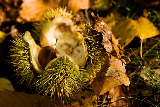 Bachbloesem Sweet Chestnut – Voor als je er helemaal doorheen zit