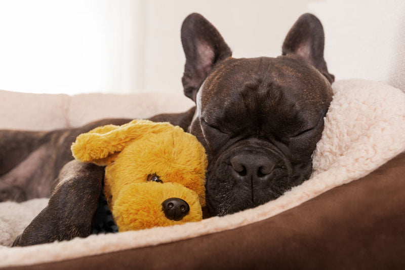 Help mijn hond is schijnzwanger, wat nu?