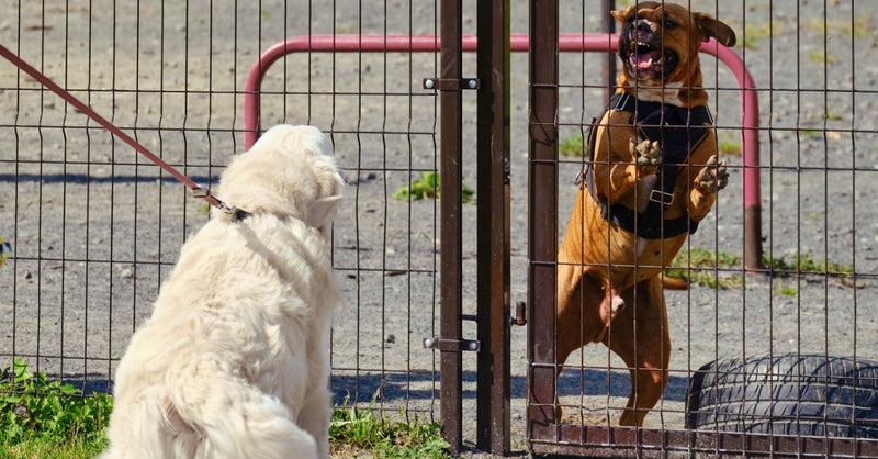 Mijn hond is agressief (4 handige tips)