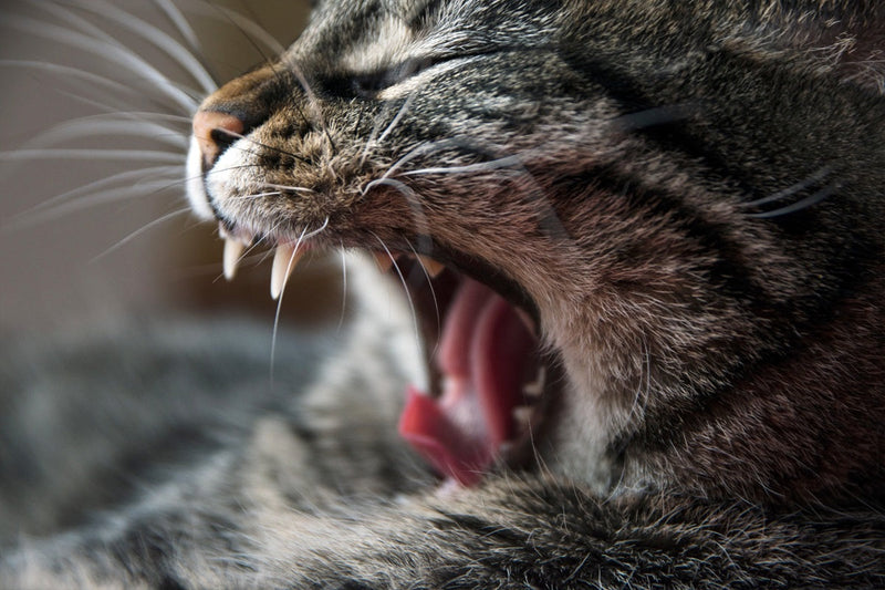 Waarom je kat overgeeft: stress, prikkels of spanning?