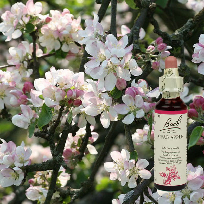Crab Apple – Voor innerlijke frisheid en zelfacceptatie