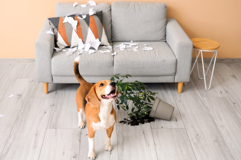Hoelang kan een hond alleen zijn?