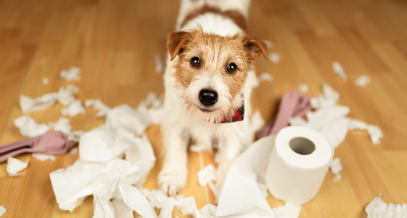 Pup bijt alles kapot? Zo leer je bijten af (4 tips)