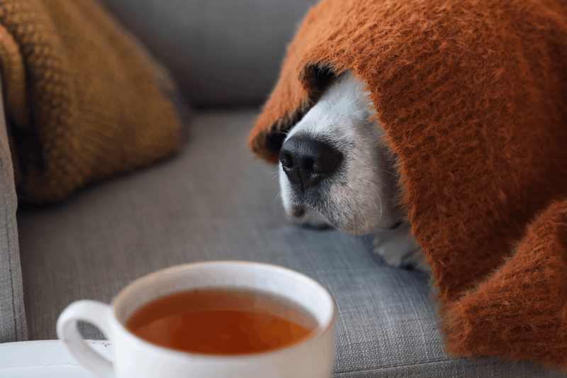 Hond niest veel: wanneer is het normaal?