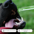 Bachblüten Hund Angst vor Feuerwerk