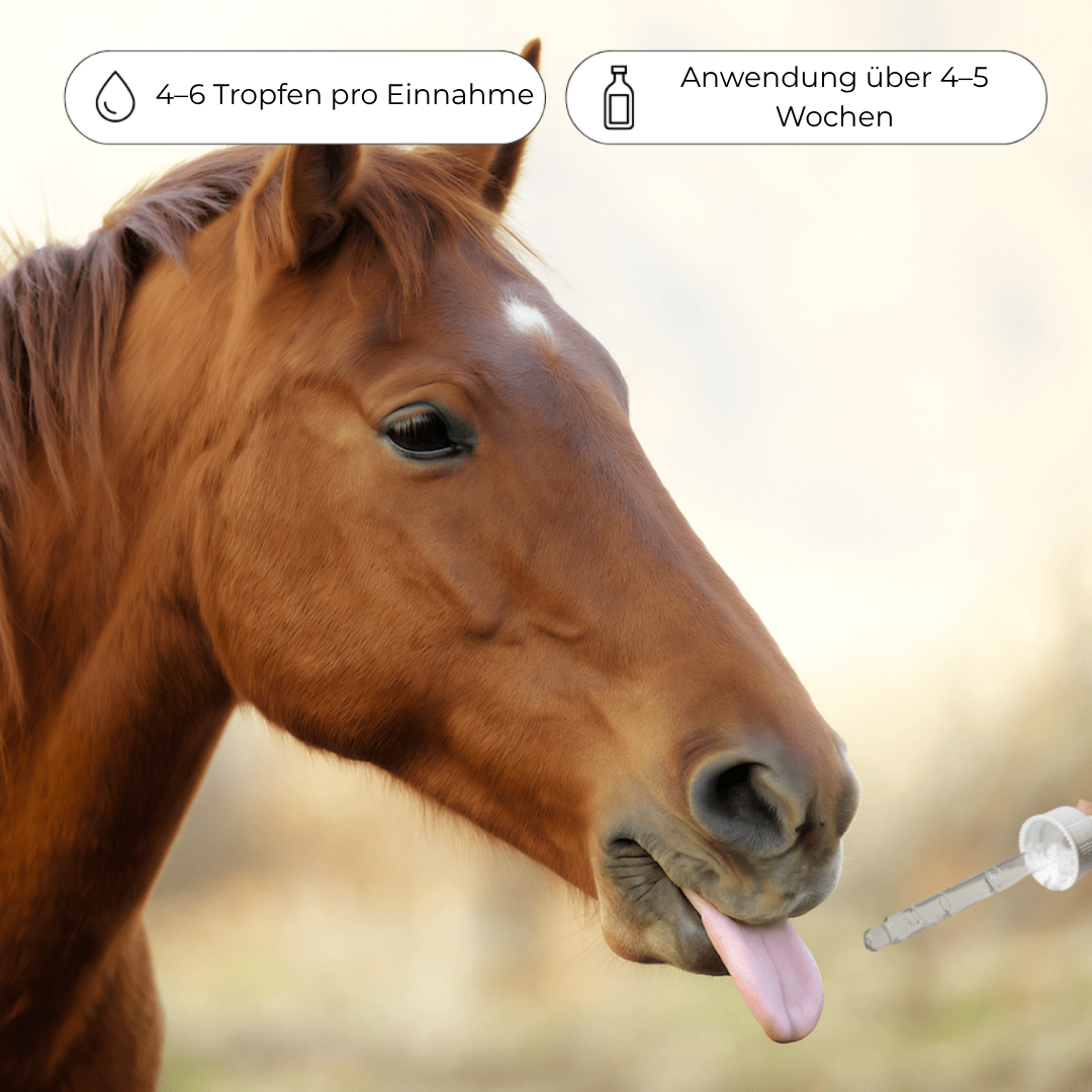 Bachblüten aggressives Pferd
