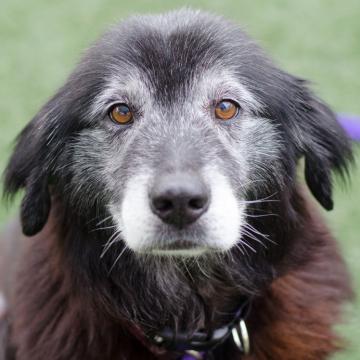 Bach Bloesem Mix Dementie Hond