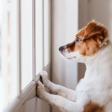 Bach Bloesem Mix Verlatingsangst hond