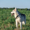 Bach Bloesem Mix Antistress hond