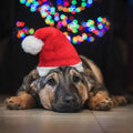 Bach Bloesem Mix Vuurwerkstress hond
