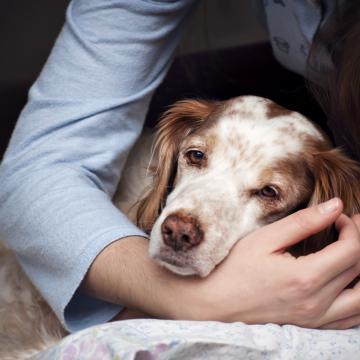 Bach Bloesem Mix Gezonde darmflora hond