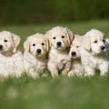 Bach Bloesem Mix Puppy Opvoeden