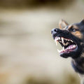 Bach Bloesem Mix Agressieve hond