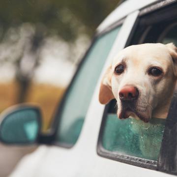 Bach Bloesem Mix Hond Wagenziek