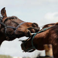 Bach Bloesem Mix Agressie & dominantie paard