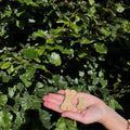 Yarrah Hond Koekjes - 250 gram - Bio